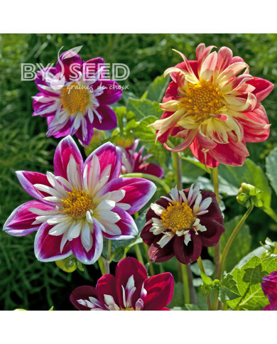 Dahlia nain Dandy improved Mix