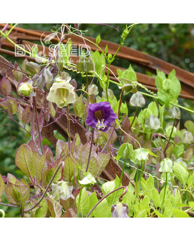 Cobée grimpante bleu et blanche Mix