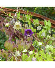 Chrysanthème des jardins Double Mix