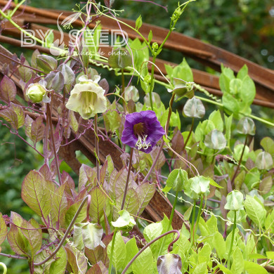 Cobée grimpante bleu et blanche Mix