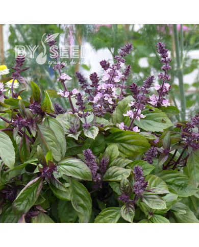 Basilic Cinnamon (Cannelle)