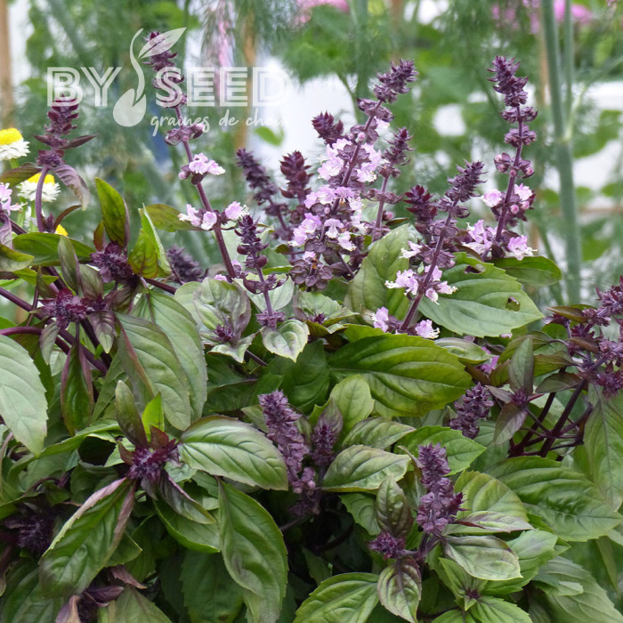 Basilic Cinnamon (Cannelle)