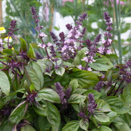 Basilic Cinnamon (Cannelle)