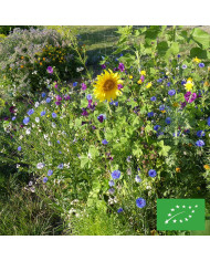 Mélange de fleurs à couper pour bouquets BIO