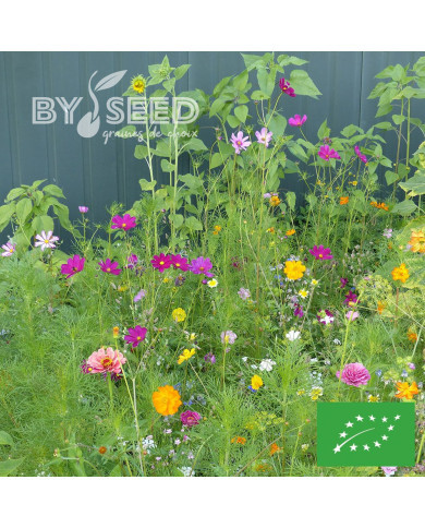 Mélange de fleurs à couper pour bouquets BIO
