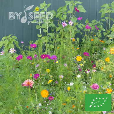 Mélange de fleurs à couper pour bouquets BIO