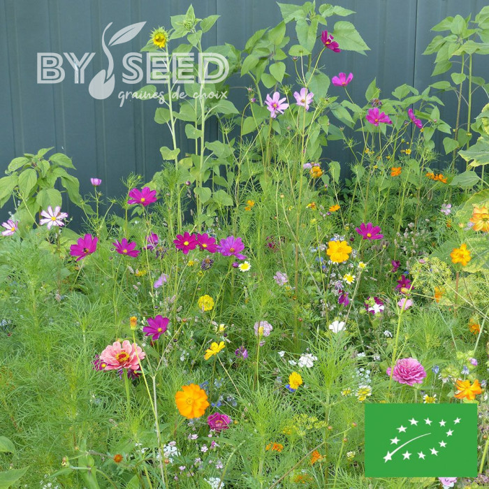 Mélange de fleurs à couper pour bouquets BIO