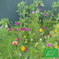 Mélange de fleurs à couper pour bouquets BIO
