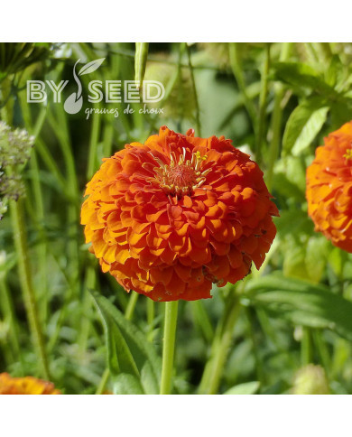 Zinnia Queen Pure Orange