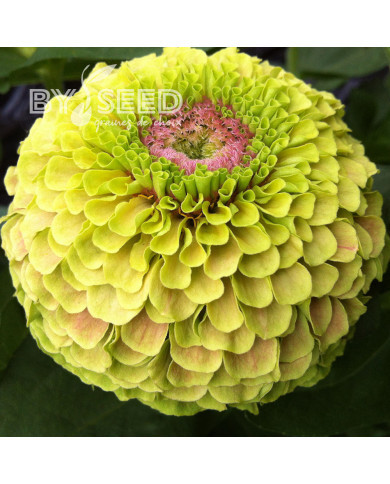 Zinnia Queen Lime with Blotch