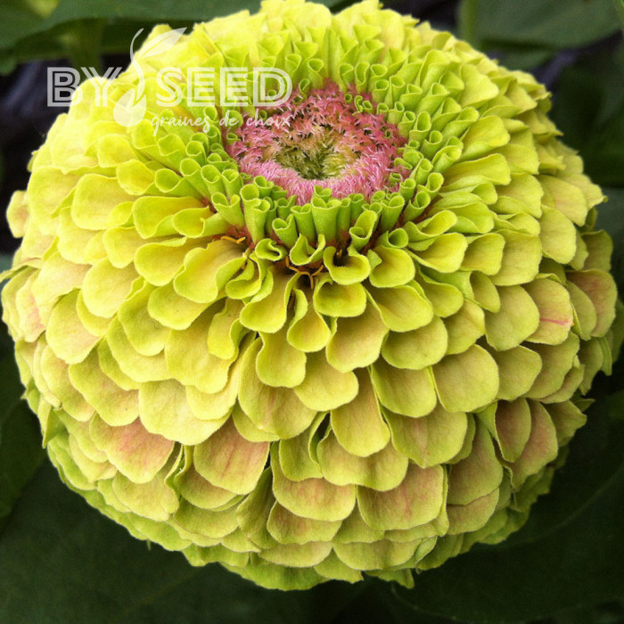 Zinnia Queen Lime with Blotch