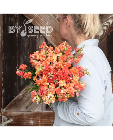 Muflier F1 double Madame Butterfly Bronze