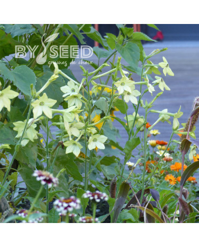 Tabac d'ornement Mojito