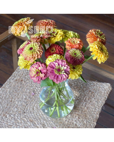 Zinnia Queen Lime Bicolors Mix