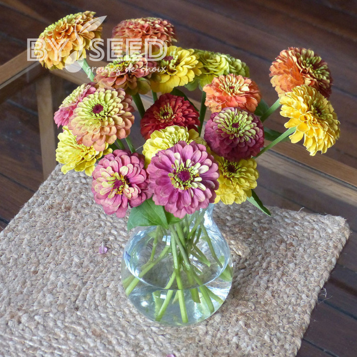 Zinnia Queen Lime Bicolors Mix