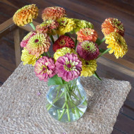 Zinnia Queen Lime Bicolors Mix