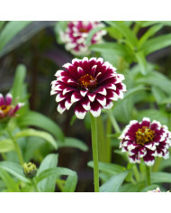 Zinnia Queen Lime Bicolors Mix