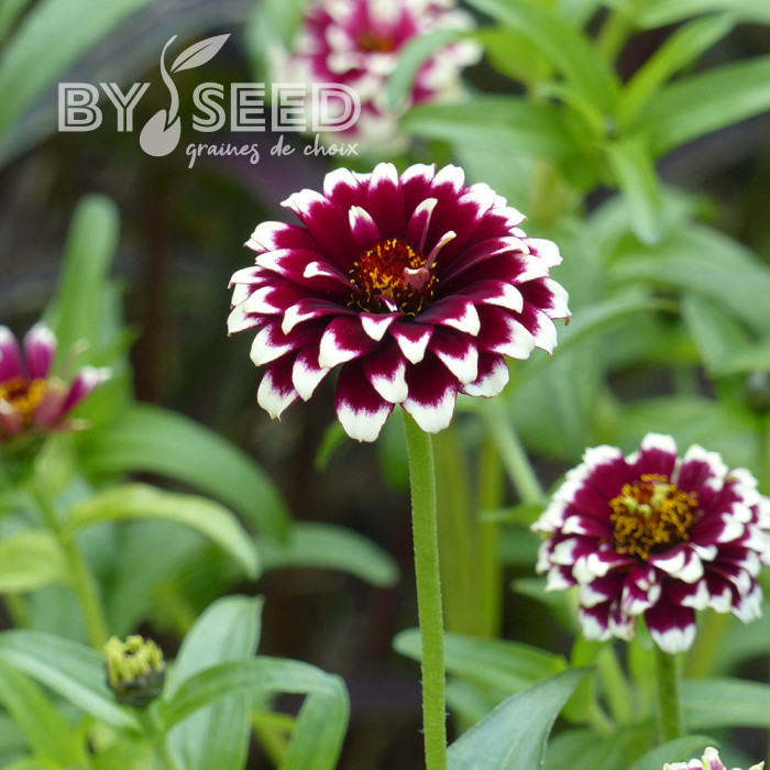 Zinnia haageana Jazzy Red