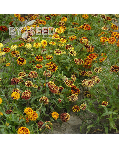 Zinnia haageana Jazzy Mix