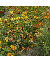 Zinnia haageana Jazzy Red
