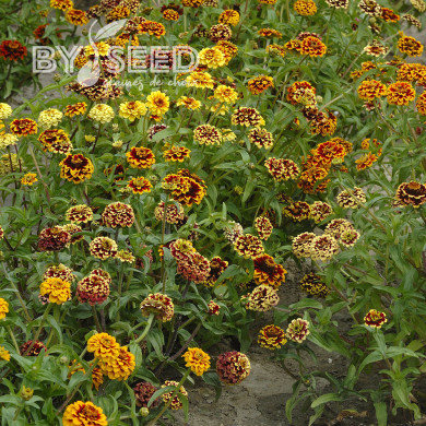 Zinnia haageana Jazzy Mix