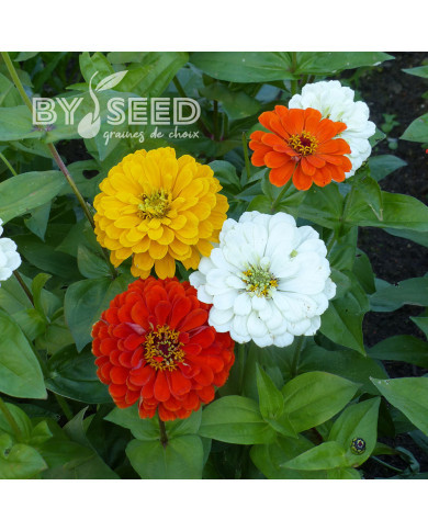 Zinnia à fleur de dahlia Citro Mix