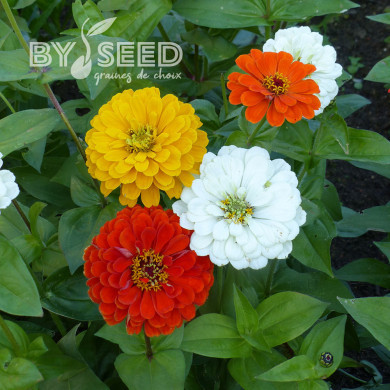 Zinnia à fleur de dahlia Citro Mix