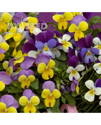 Viola cornuta Sweeties Mix
