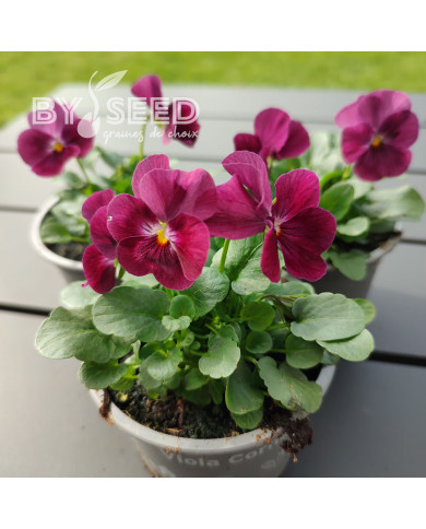 Viola cornuta Laeta Wine