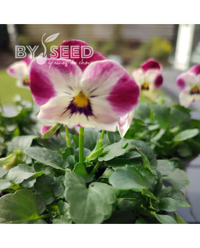 Viola cornuta Laeta Pink Bicolor