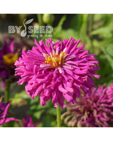 Zinnia à fleur de cactus Lilac Empress