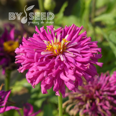 Zinnia à fleur de cactus Lilac Empress