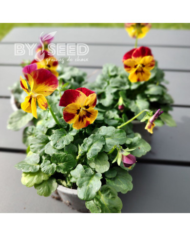 Viola cornuta Laeta Fire