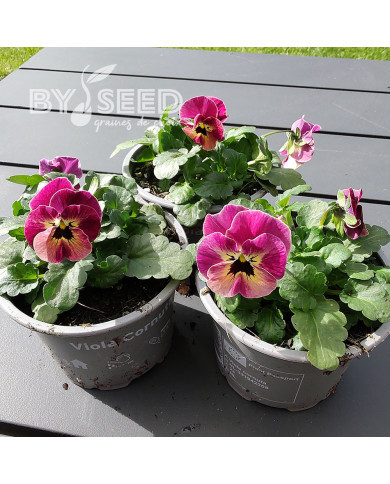 Viola cornuta Laeta Antique Shades