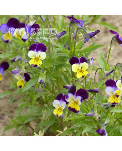 Viola cornuta Helen Mount ou Johnny Jump Up