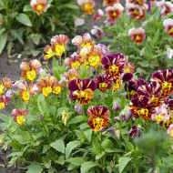 Viola cornuta Brushstrokes