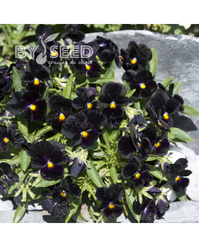 Viola cornuta Back to Black