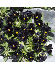 Verveine speciosa Imagination®