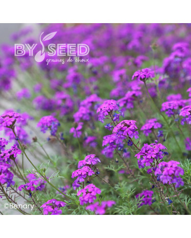 Verveine speciosa Imagination®