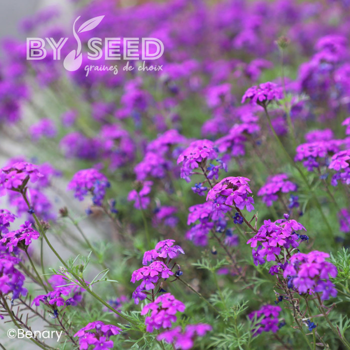 Verveine speciosa Imagination®