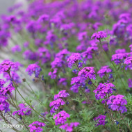 Verveine speciosa Imagination®