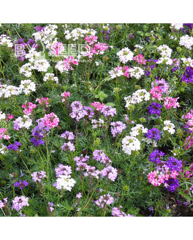 Verveine speciosa Desert Jewels Mix