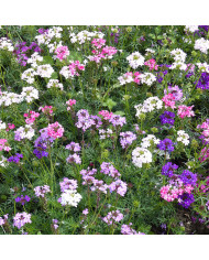 Verveine speciosa Imagination®