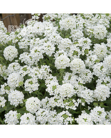 Verveine annuelle Scentsation White
