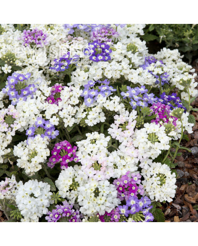 Verveine annuelle Scentsation Mix