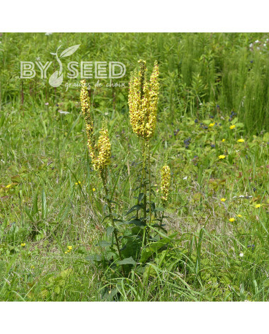 Verbascum nigrum - Bouillon noir (plante sauvage)