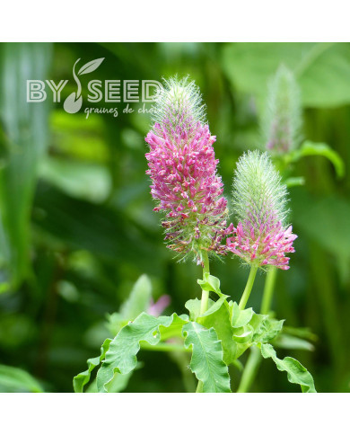 Trèfle - Trifolium rubens