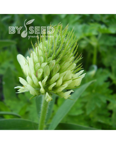 Trèfle - Trifolium ochroleucon