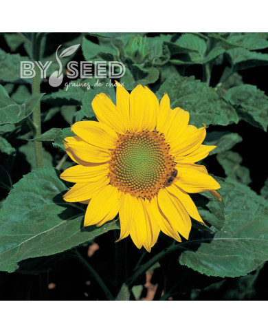 Tournesol nain Zebulon