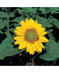 Tournesol nain Pradera Gold F1